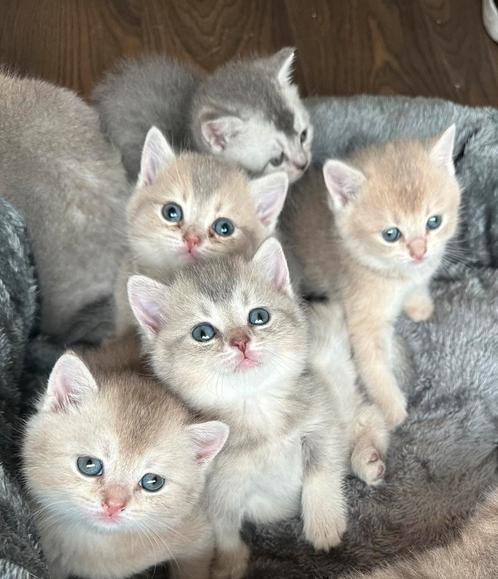 Britse korthaar kittens, Dieren en Toebehoren, Katten en Kittens | Raskatten | Korthaar, Meerdere dieren, 0 tot 2 jaar, Ontwormd