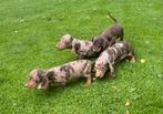 Prachtige dwerg teckel pups choco merle, Dieren en Toebehoren, Nederland, CDV (hondenziekte), 8 tot 15 weken, Korthaar