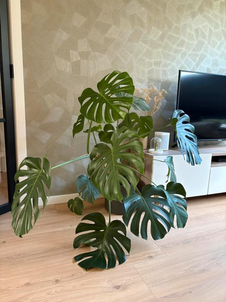 Monstera kamerplant - 120 cm, Huis en Inrichting, Kamerplanten, Halfschaduw, Ophalen