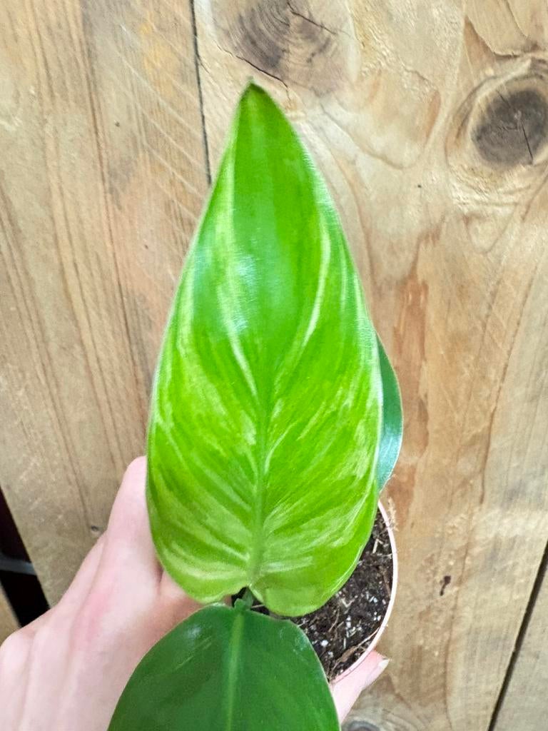 Strelitzia nicolai variegata plant mint albo white wit, Huis en Inrichting, Kamerplanten, Ophalen of Verzenden, Halfschaduw, Minder dan 100 cm
