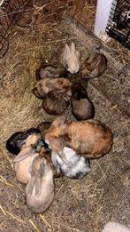 Mini lop hangoor konijntjes 7 weken oud, Dieren en Toebehoren, Konijnen, Meerdere dieren, Dwerg, Hangoor