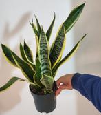 Sansevieria, Ophalen of Verzenden, Halfschaduw, Minder dan 100 cm