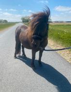 Shetlander dekhengst te koop driejarig 3, Merrie, A pony (tot 1.17m), Recreatiepony
