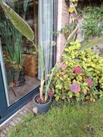 Dubbele strelitzia met pot, Ophalen, 100 tot 150 cm, Palm, In pot