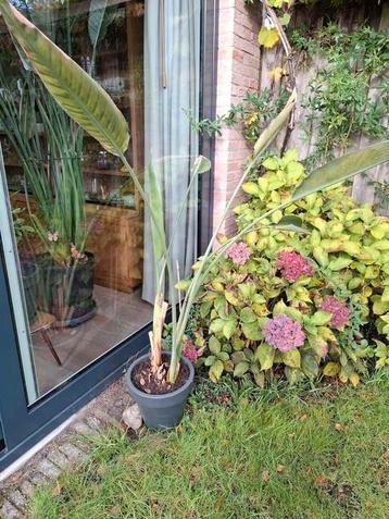 Dubbele strelitzia met pot beschikbaar voor biedingen