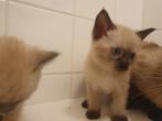 Nog 1 mooie chocolat point siamees MEISJE, Dieren en Toebehoren, Katten en Kittens | Raskatten | Korthaar, Meerdere dieren, Ontwormd