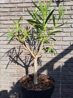 Oleander wit - Nerium C5, Tuin en Terras, Planten | Tuinplanten, Vaste plant, Halfschaduw, Zomer, Ophalen