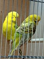 Koppel Engelse parkieten, Meerdere dieren, Parkiet, Geringd
