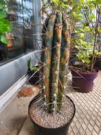Cactus Stetsonia coryne, Cactus, Minder dan 100 cm, Ophalen of Verzenden