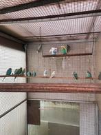 Jonge grasparkieten, Dieren en Toebehoren, Vogels | Parkieten en Papegaaien, Meerdere dieren, Parkiet