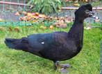 Broedeieren oorspronkelijk wilde muskuseend, Dieren en Toebehoren, Geslacht onbekend, Tropenvogel