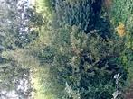 Gratis appel, peren en pruimen boom, Ophalen, Volle zon, Overige soorten