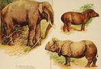 Olifant Neushoorn Tapir - Antieke kleurenplaat, Verzenden, Voor 1940, Gebruikt, Dier