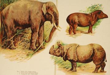 Olifant Neushoorn Tapir - Antieke kleurenplaat beschikbaar voor biedingen