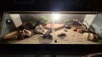 Compleet reptielen terrarium., Dieren en Toebehoren, Ophalen, Gebruikt, Terrarium of Paludarium