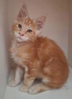 Maine coon kitten katertje, Dieren en Toebehoren, Katten en Kittens | Raskatten | Langhaar, Kater, Gechipt