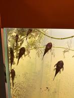 Borstelneus algeneter, Dieren en Toebehoren, Vis