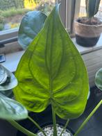 Grote, gezonde Alocasia cucullata in kweekpot met basicpon, Ophalen, Overige soorten, Halfschaduw, In pot