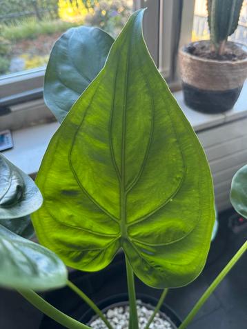 Grote, gezonde Alocasia cucullata in kweekpot met basicpon beschikbaar voor biedingen