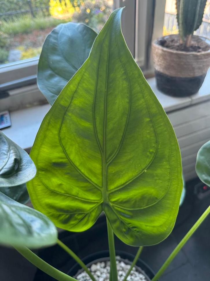 Grote, gezonde Alocasia cucullata in kweekpot met basicpon, Huis en Inrichting, Kamerplanten, Overige soorten, Minder dan 100 cm