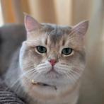 Simba Britse korthaar dekkater (niet te koop), Dieren en Toebehoren, Katten en Kittens | Dekkaters