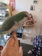 Mooi tam koppel muisparkieten, Dieren en Toebehoren, Vogels | Parkieten en Papegaaien, Meerdere dieren, Papegaai, Tam