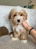 Premium maltipoo f1 reutje micro, Poedel, Particulier, Rabiës (hondsdolheid), Reu