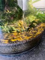 Garnalen (geel), Kreeft, Krab of Garnaal