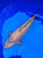 Ginrin chagoi, Dieren en Toebehoren, Karper of Koi