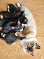 4 ragdoll kittens met half lang haar, Meerdere dieren, Ontwormd, 0 tot 2 jaar