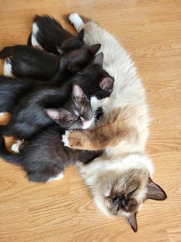 4 ragdoll kittens met half lang haar  beschikbaar voor biedingen