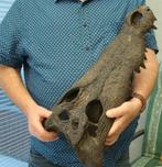Krokodil  schedelfragment, Ophalen of Verzenden, Fossiel