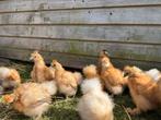 Zijdehoen kriel mix 10 stuks, Dieren en Toebehoren, Pluimvee, Geslacht onbekend, Kip
