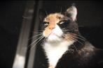 Calico cat looking for a new home, Dieren en Toebehoren, Katten en Kittens | Overige Katten, Poes