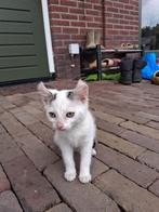 Lieve kitten, Dieren en Toebehoren, Katten en Kittens | Overige Katten, Geslacht onbekend