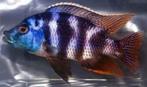 Trio Placidochromis milomo 12-18 cm!!!, Vis, Zoetwatervis