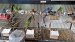 6x Jonge Forpussen van April 2025, Meerdere dieren, Dwergpapegaai of Agapornis, Tam