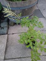 Astilbe, Tuin en Terras, Planten | Tuinplanten, Ophalen, Zomer, Overige soorten, Volle zon