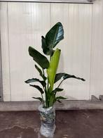 Strelitzia nicolai 185cm, meerdere planten beschikbaar!!, Huis en Inrichting, Kamerplanten, Ophalen, In pot, 150 tot 200 cm, Volle zon