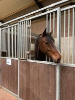 Ervaren bijrijder gezocht! Omgeving Baarn!, Dieren en Toebehoren, Paarden en Pony's | Verzorgingsproducten, Ophalen of Verzenden