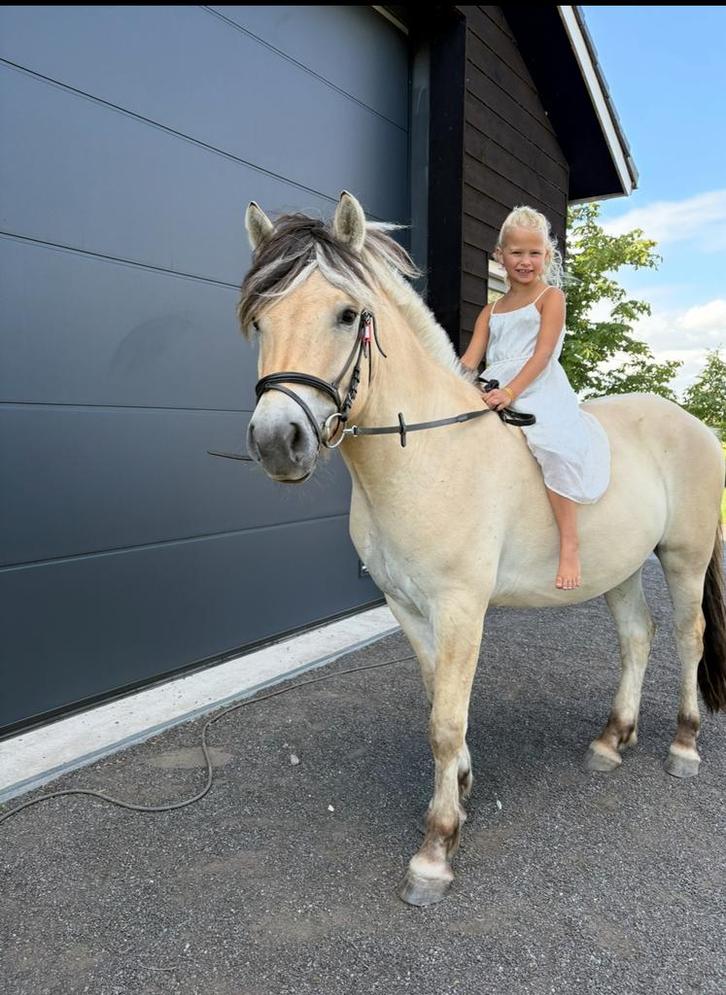 De leukste fjord ruin “Harry” !, Dieren en Toebehoren, Paarden, Ruin
