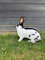 Te koop gevraagd Lotharinger dekram, Dieren en Toebehoren, Konijnen, Mannelijk, Groot, 0 tot 2 jaar