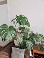 Grote monstera gatenplant met veel bladeren, Huis en Inrichting, Kamerplanten, Ophalen, Halfschaduw