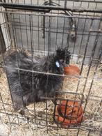 Usa zijdehoen zwart motteld, Mannelijk, Kip