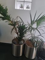 2 grote hydrocultuur planten in prachtige rvs rolbakken!, Huis en Inrichting, Kamerplanten, Overige soorten, 150 tot 200 cm, Halfschaduw