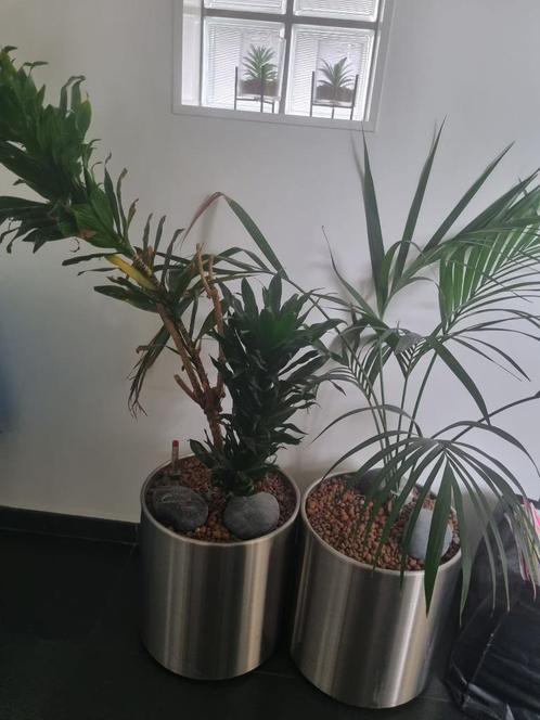 2 grote hydrocultuur planten in prachtige rvs rolbakken!, Huis en Inrichting, Kamerplanten, Overige soorten, 150 tot 200 cm, Groene kamerplant
