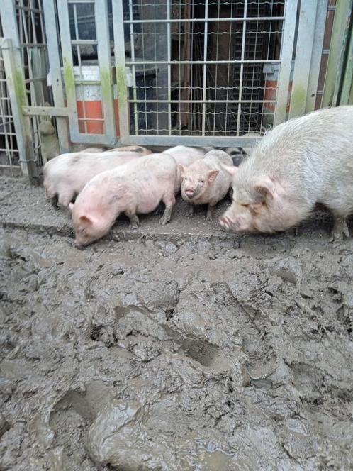 Gottinger mini-varkens, Dieren en Toebehoren, Schapen, Geiten en Varkens, Varken, Meerdere dieren, 0 tot 2 jaar