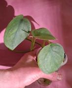 Scindapsus Silver Hero, Ophalen of Verzenden, Halfschaduw, Minder dan 100 cm