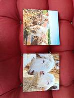 Twee Schilderijtjes 30x30cm - Boerderijdieren, Huis en Inrichting, Minder dan 50 cm, Ophalen of Verzenden, Zo goed als nieuw, Schilderij