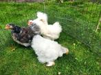 Cochin kriel 1+3 zijdevederig, Dieren en Toebehoren, Pluimvee, Vrouwelijk, Kip